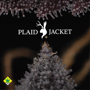 Spark Industries Vendor Day at Dank’s Warehouse