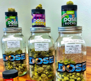 Dose Vendor Day at Dank’s Edmonds featuring infused pre-rolls, blunts, cartridges, and moonrocks