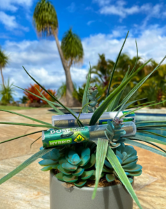 Dose Vendor Day at Dank’s Edmonds featuring infused pre-rolls, blunts, cartridges, and moonrocks