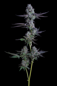 Fire Bros Vendor Day at Dank’s Edmonds featuring premium flower, pre-rolls, and exclusive Fire Bros cannabis strains