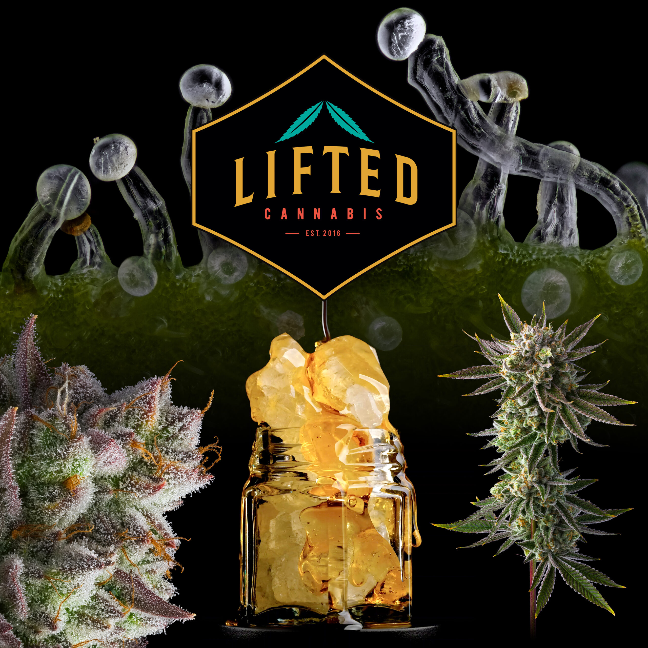 Lifted Cannabis Vendor Day at Dank’s Edmonds featuring premium flower and curated cannabis strains