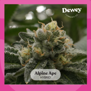 Dewey Vendor Day at Dank's Tacoma featuring premium cannabis products and expert team